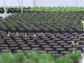 Lead Designer Nigel Dunnett checks progress of Show garden plants