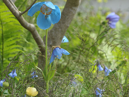 The Blue-flowered Himalayan poppies that feature on the garden