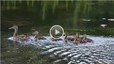 Video: Protection des habitats naturels et de la faune