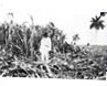 Cuban Sugar Cane Field, 1920