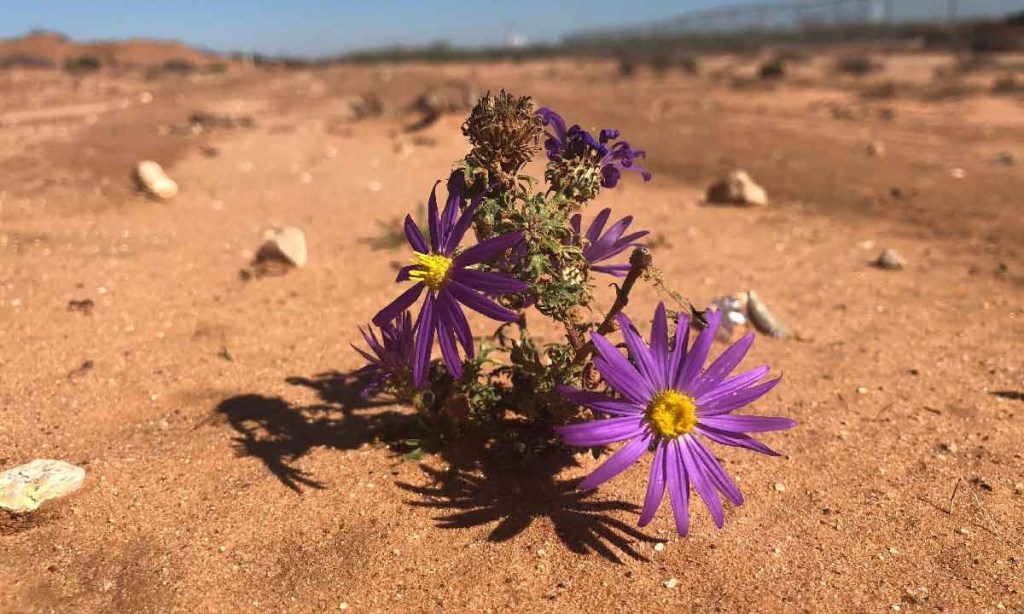 Purple flowers growing in desert