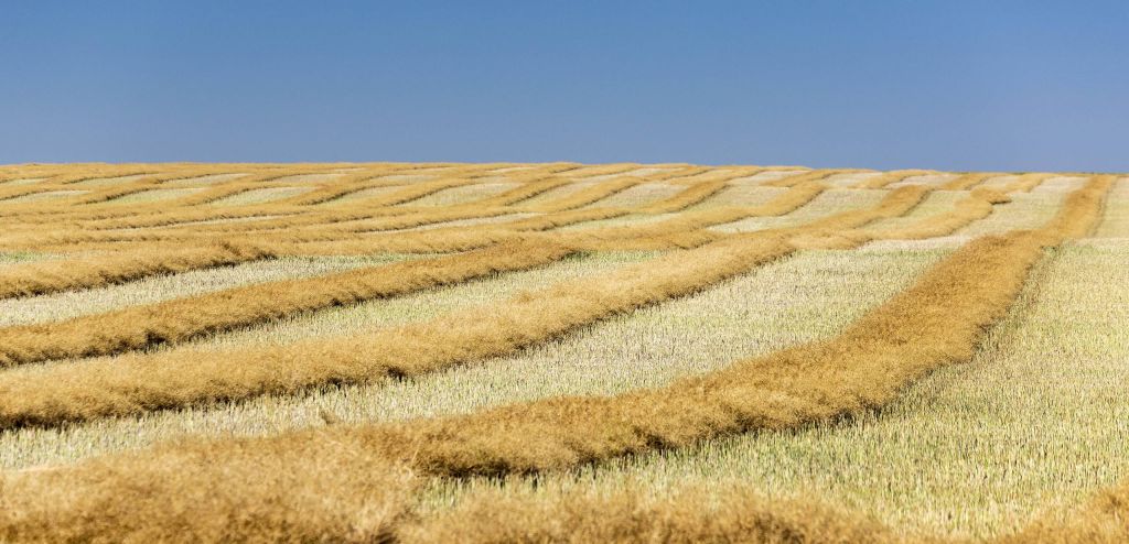 Food Fight: China’s tariffs adds to exporters’ woes