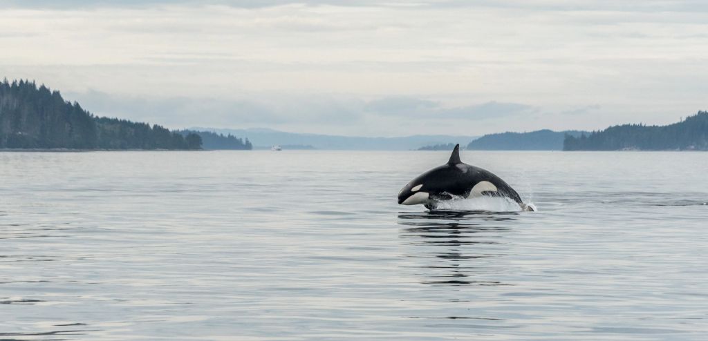Climate Crunch: Saving whales, bees and salamanders while building Canada