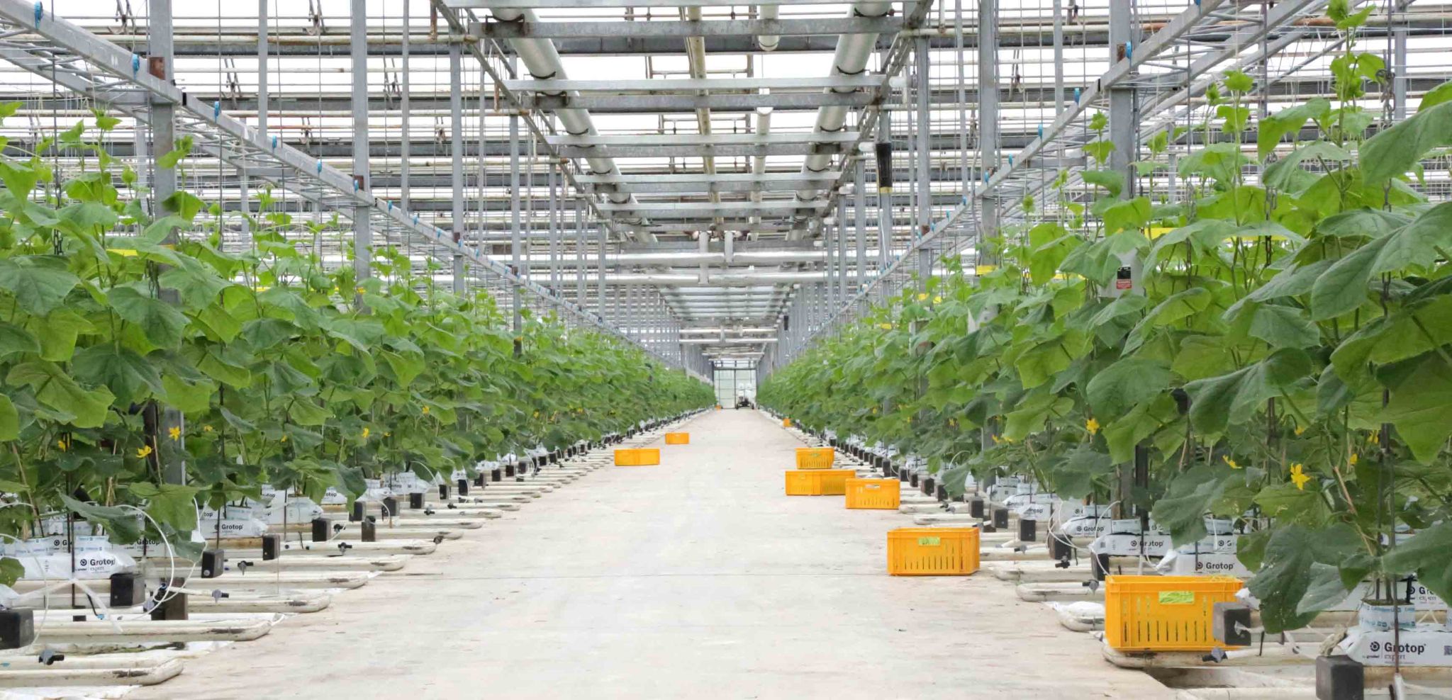 Digital Vegetables: The Shift to Automation in Canada’s Greenhouses