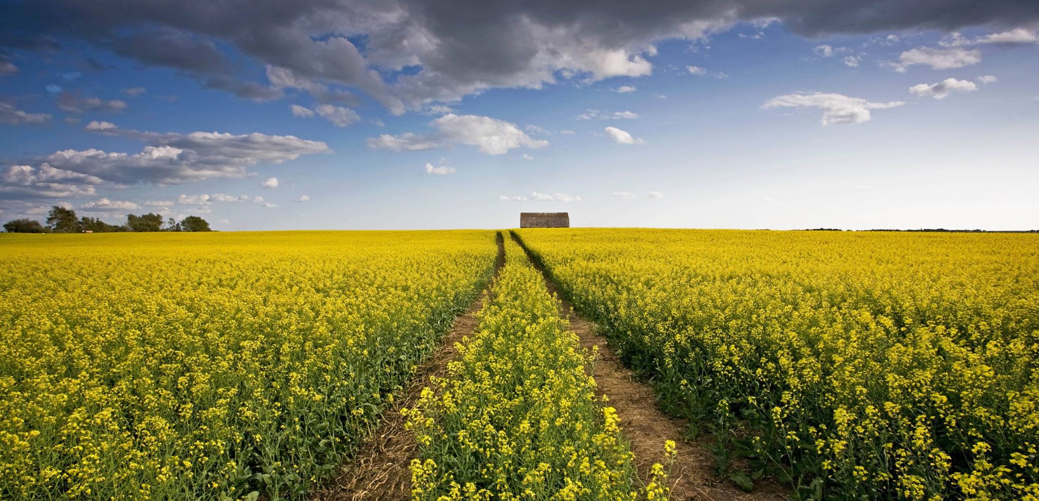 The big chill: How canola farmers are adapting to trade blows