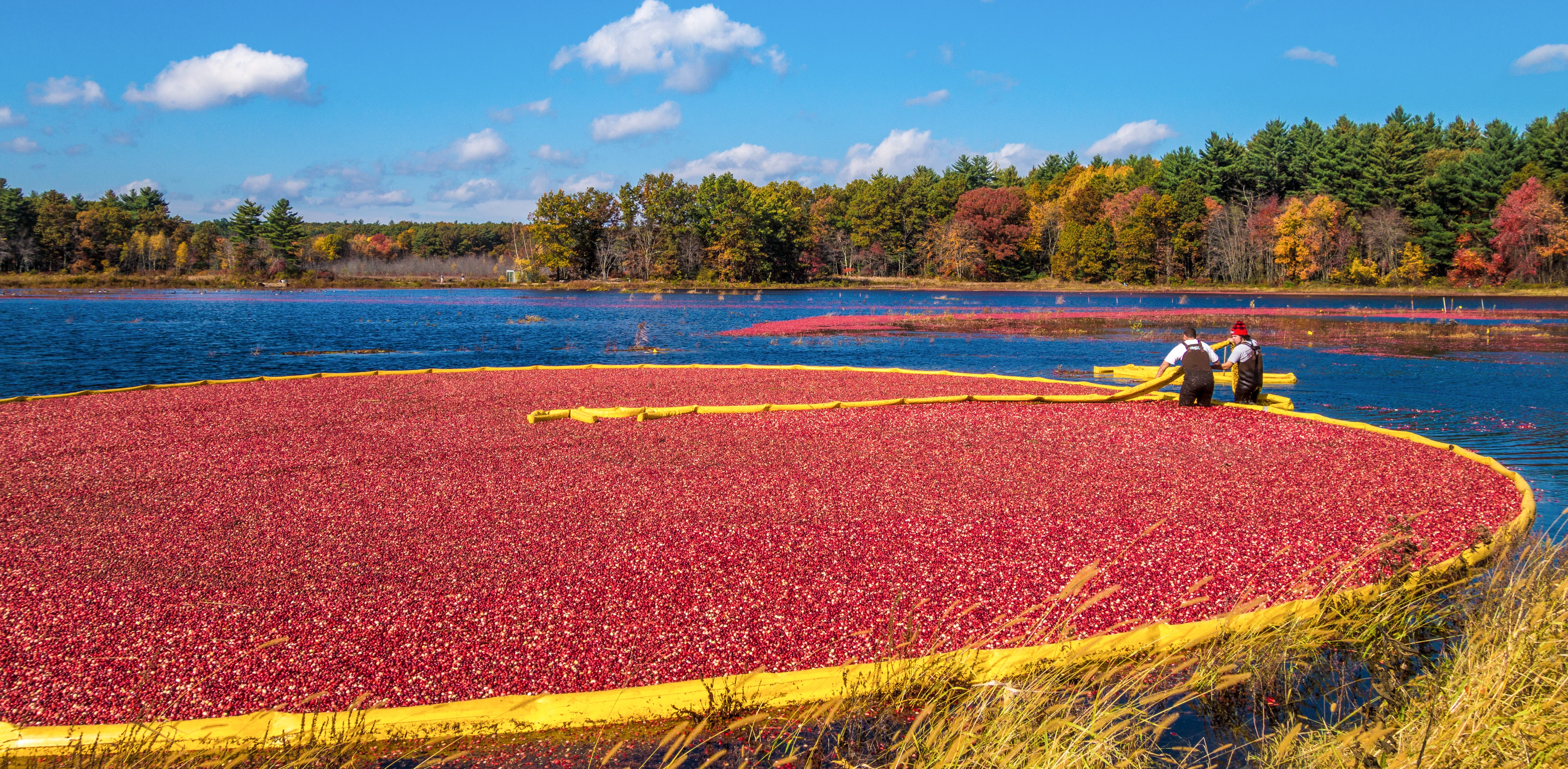 Cranberry bog