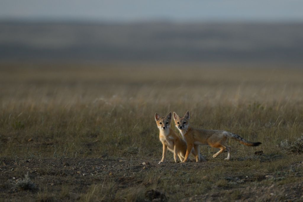 Nature Conservancy of Canada