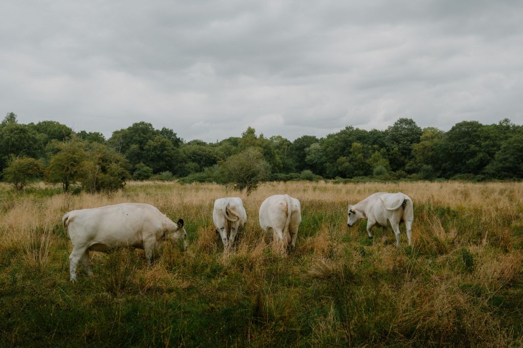 Photos: The Wendling Beck Project