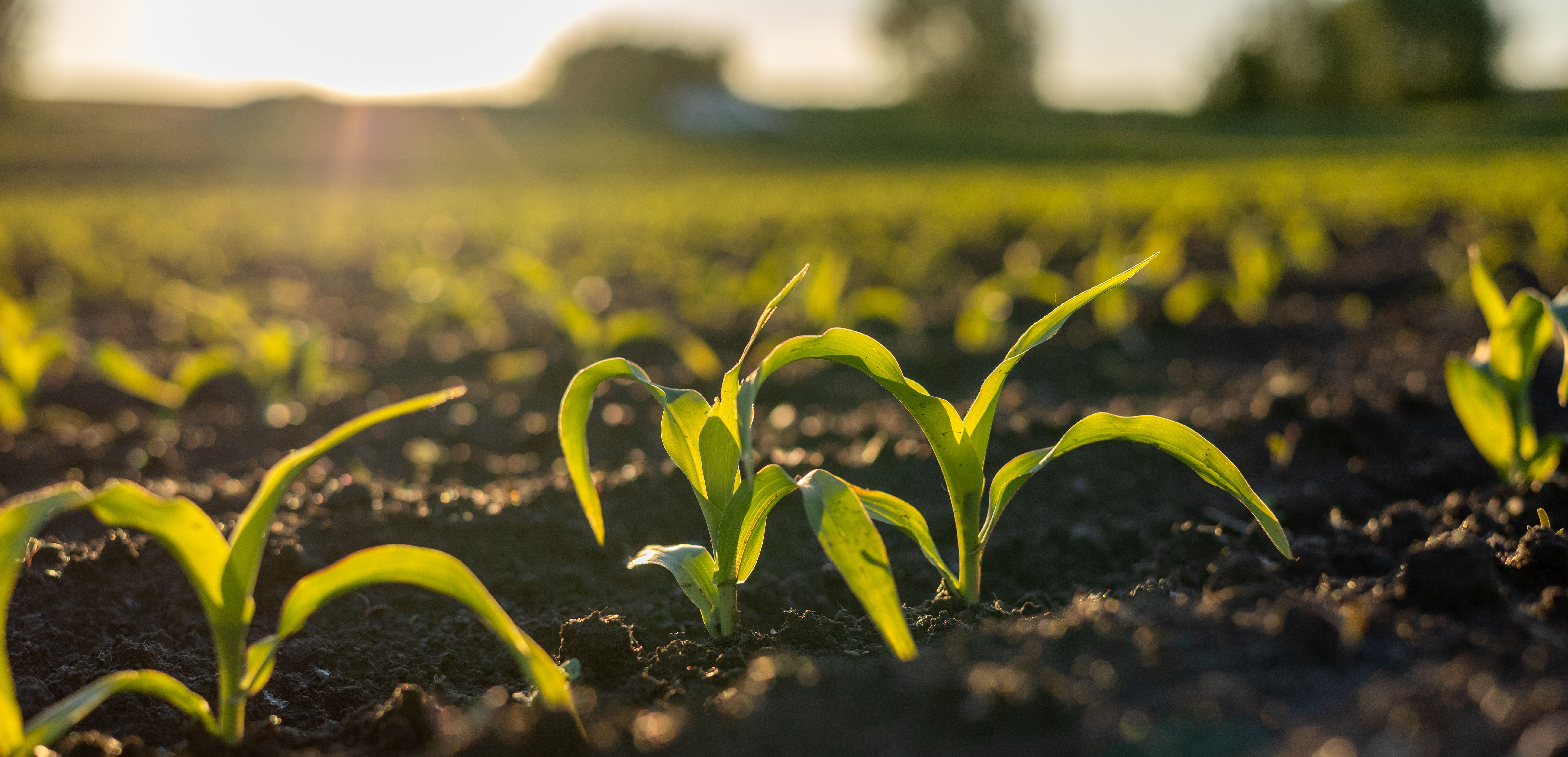Banking on Soil: A Canadian asset to grow - Climate Action Institute