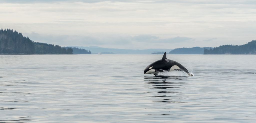 Climate Crunch: Saving whales, bees and salamanders while building Canada