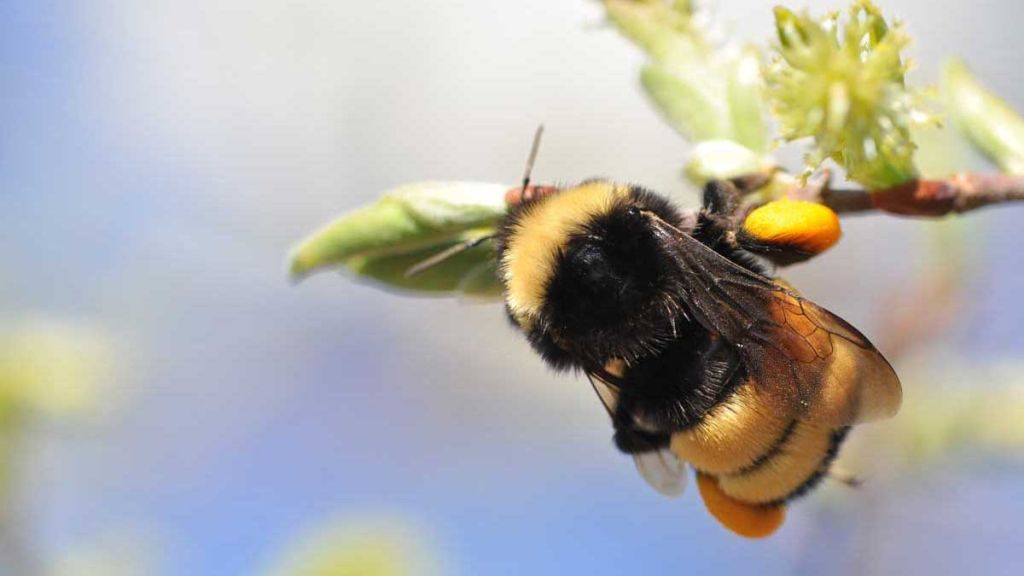 Bumble Bee Watch