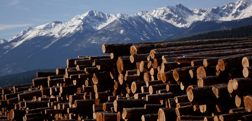 Bouleversements climatiques : Mille entailles : pourquoi la crise du bois en C.-B. est aussi un enjeu climatique
