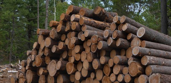 Bouleversements climatiques : L’autre superpouvoir vert du Canada