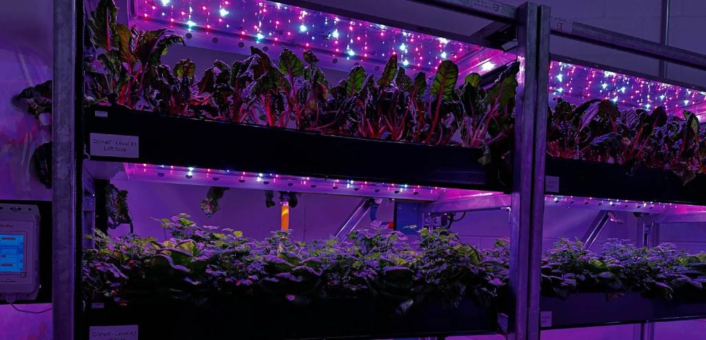 L’agriculture verticale intérieure :  vers une expansion pour répondre à la demande locale