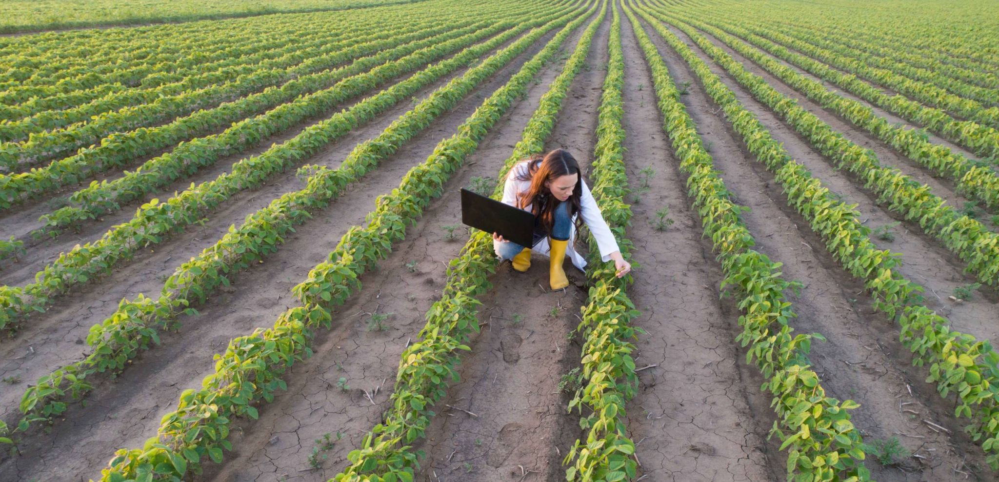 <b>Terrain fertile :</b> Comment le carbone du sol peut-il servir de récolte commerciale à l’ère du changement climatique ?