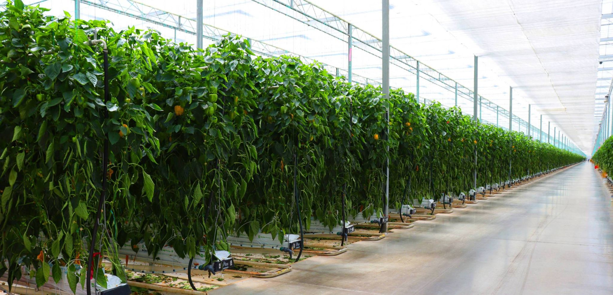 <b>Le boom des serres :</b> Comment l’agriculture intérieure peut transformer la production et les exportations alimentaires