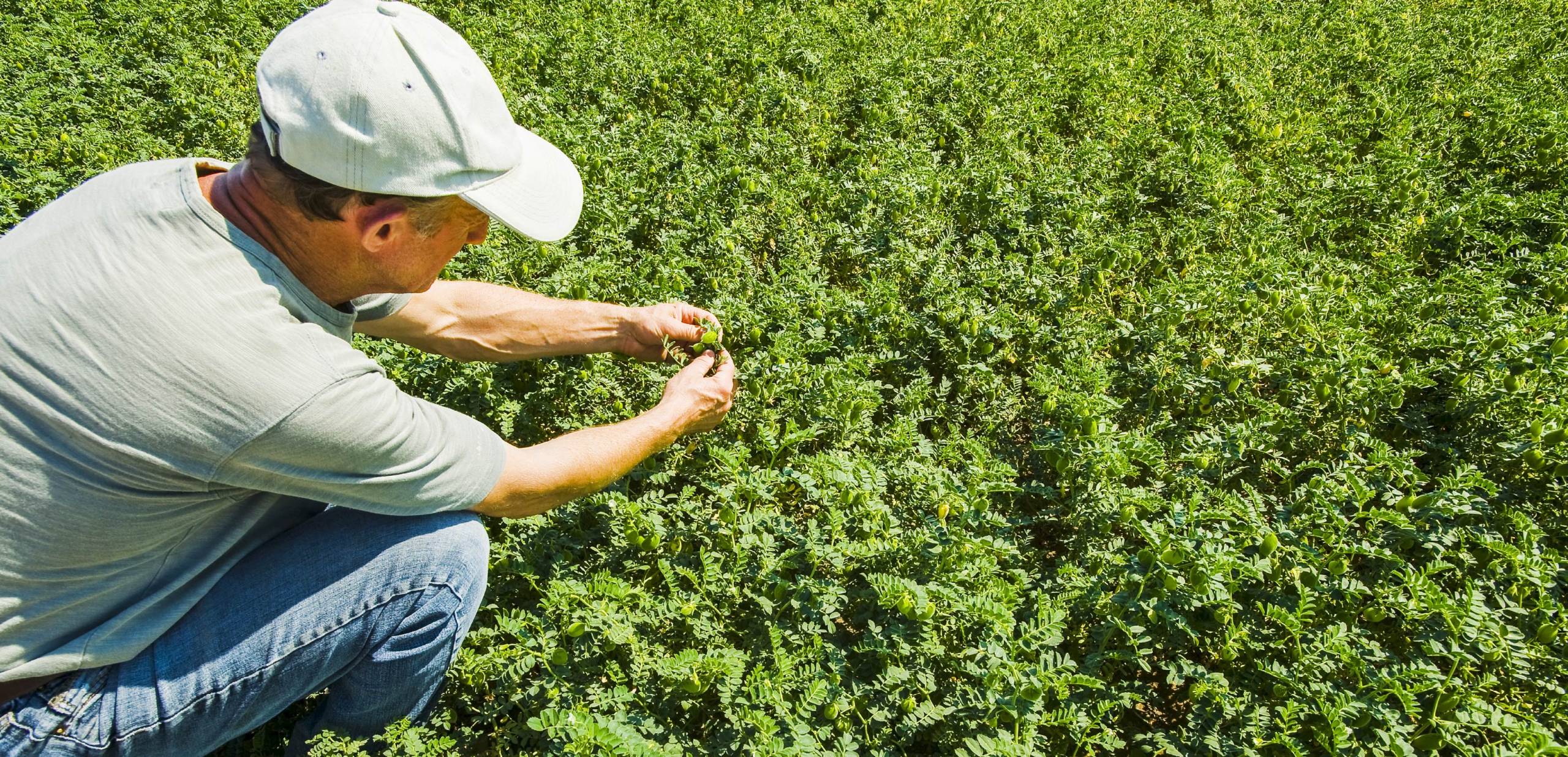 Ce que les agriculteurs canadiens surveillent de près