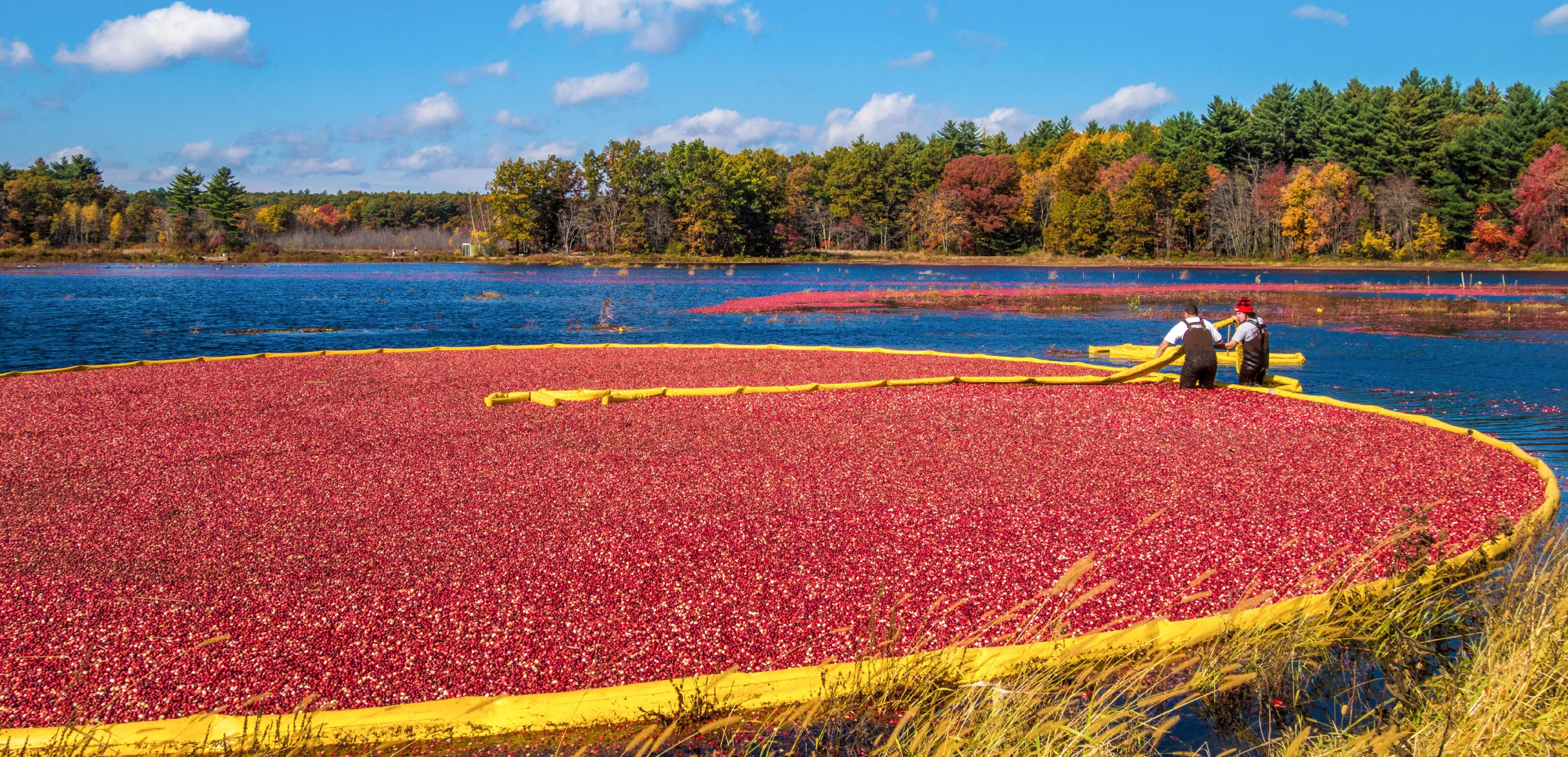 Extraire la valeur : le rôle essentiel que peut jouer la nature dans les programmes de croissance