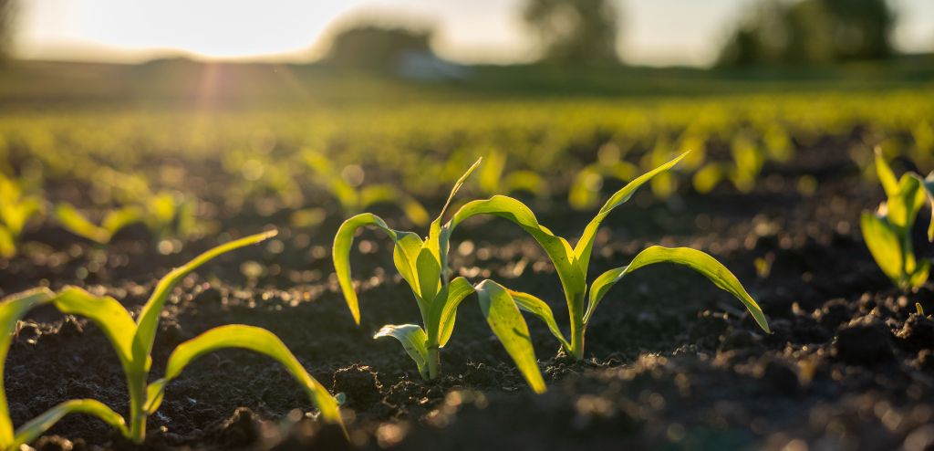 Le sol, cet actif canadien à faire fructifier