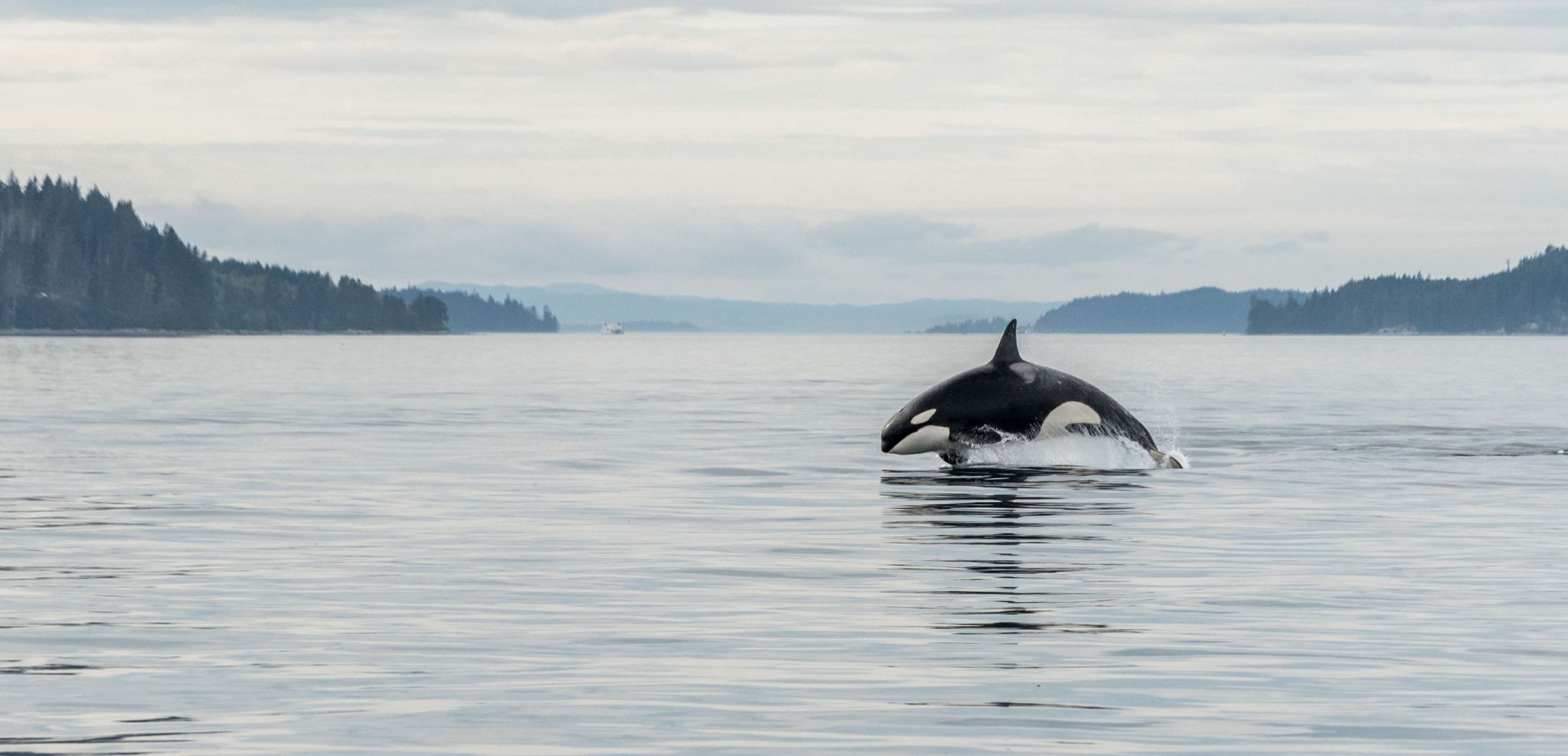 Bouleversements climatiques : sauver les baleines, les abeilles et les salamandres tout en bâtissant le Canada