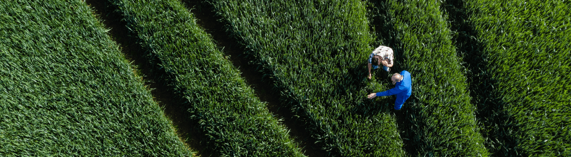 Two farmers in a field from overhead